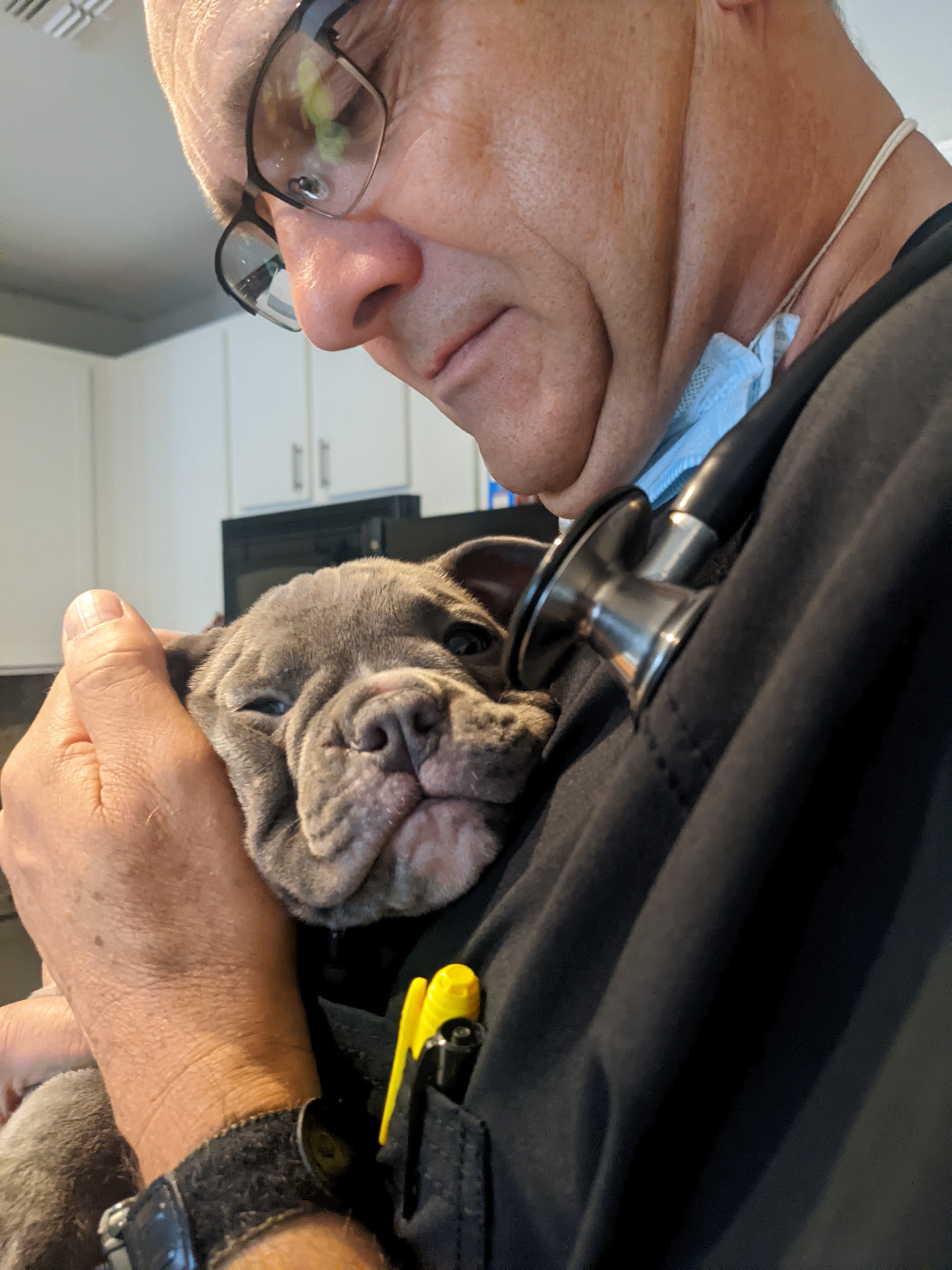 Veterinarian carefully examining a cat during a wellness visit