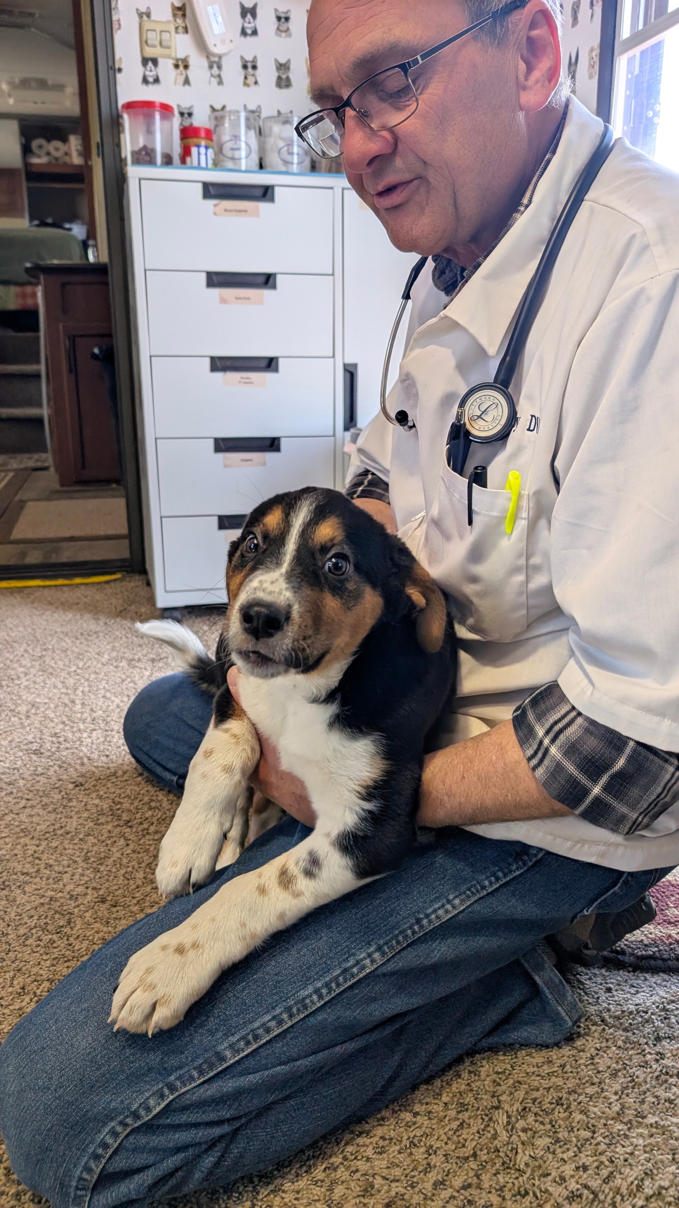 Veterinarian gently examining a dog during a mobile clinic visit